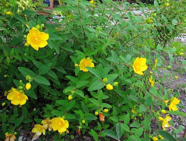 Hypericum patulum